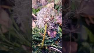 Dandelion seed ~ Plants and nature