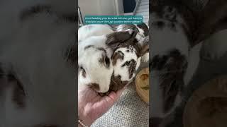 How to earn your rabbits trust