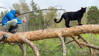 Watching cows and climbing haystacks with Luna the panther  (ENG SUB)