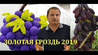 ВИНОГРАДНАЯ ВЫСТАВКА ЗОЛОТАЯ ГРОЗДЬ 2019 /Золотое Гроно