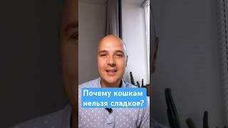 Почему кошкам нельзя сладкое? #кошки #ветеринар