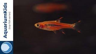 THE TOP 10 FRESHWATER NANO FISH (HD)