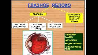 13:50 5 мая 2022 г. Введение в офтальмологию. Клиническая анатомия органа зрения.