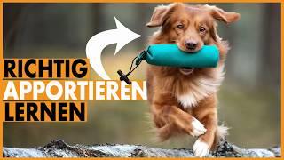  Wie du deinem Hund das Apportieren RICHTIG beibringst