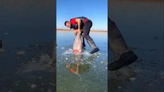Water is frozen  Fish are dying #shorts #ytshorts
