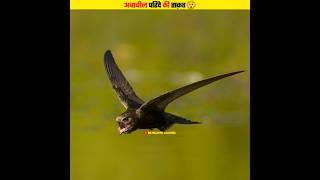 Power of Ababeel Bird  #shorts