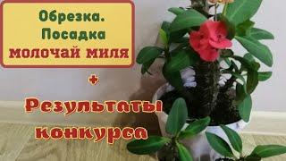 Молочай Миля. Обрезка, посадка.РЕЗУЛЬТАТЫ КОНКУРСА