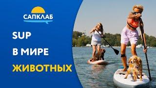 САП с собакой | SUP в мире животных