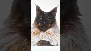 Очень важный кот