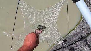 Catching Yabbies With Genuine Crawfish Nets