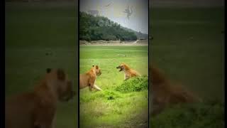 Hyena vs Lion. The battle for supremacy on the savanna