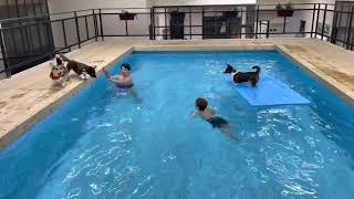 Corgi and kids in the pool