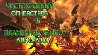 ЧИСТОКРОВНЫЙ ОГНЕЯСТРЕБ.ПЛАМЕННОЕ КРЫЛО АЛИСРАЗОР.Где падает?Где взять?