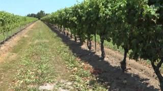 Pillitteri Estates Winery- Franckie Part 7