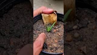 #Aloevera #Aloeveraleaf #Aloeveragrow#shorts #youtubeshorts #Mita'sgardeningtrick #viralvideo