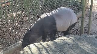 Malayan Tapir at Louisville Zoo 10/19/24