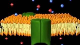 Aufbau der Membranproteine