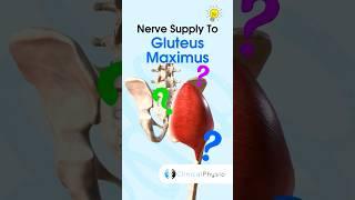 Gluteus Maximus Nerve Supply #physicaltherapy #physiotherapy #anatomy #gluteusmaximus