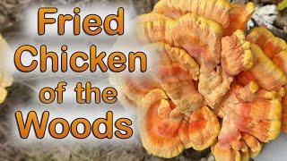 How to Cook Chicken of the Woods Mushroom: Fried Chicken Fingers