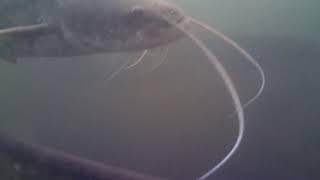 Winter catfish  - the middle of the river/vortex