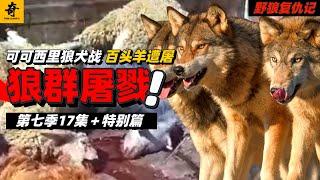 大型紀錄片【野狼復仇記】第七季17集＋特別篇，可可西裏狼犬之戰，殘酷的生存法則，牧區形勢越發嚴峻，數百頭羊慘遭屠戮，野狼有何陰謀#坎高犬#狼#牧羊犬#狗#狼群#土耳其#动物世界#動物解説#動物世界