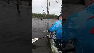 Topwater Impoundment Barramundi on ZMan GOAT. #fishing #barramundi #shorts #zman #softplastics #lure