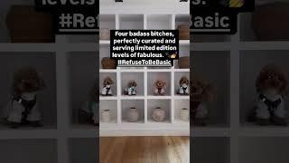 Too Much? Never. These Dogs Are Serving Looks  | DOGISTRY Icons
