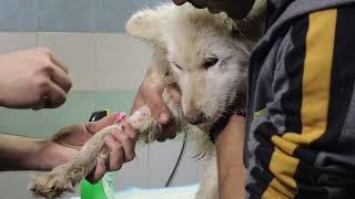 A hero dog saves her life from anemia - vet Rami Awwad
