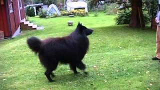 Timber Belgian Shepherd Dog (Groenendael) "dancing"