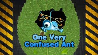 One Very Confused Ant