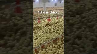 Dawood Khan Poultry Farming Sargodha