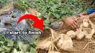 SWEET POTATO BASIC WAY TO PLANT, START TO FINISH (Gha Agri Tv)