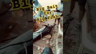 Big Bait For Big Fish! #fishing #marlinfishing #fishingvideo