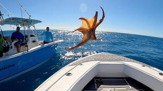 A Flying Octopus Landed in our Boat while Snapper Fishing! (Catch Clean & Cook)