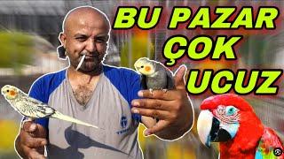 EGZOTİK KUŞLARIN EN UCUZU BU PAZARDA- BURSA EGZOTİK KUŞ PAZARINA RAKİP