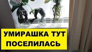 УМИРАШКА - ОРХИДЕЯ ПОСЕЛИЛАСЬ НА НОВОМ МЕСТЕ..№2