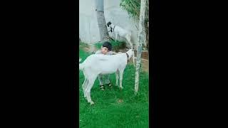 Some Bakra Eid special TikTok videos