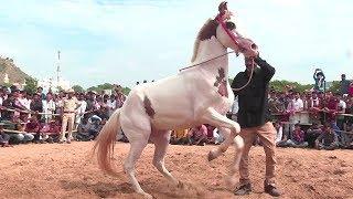 Horse Dance Competition at the Pushkar Cattle Fair, Rajasthan | Pushkar Mela