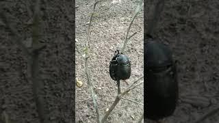 (Kumbang tempur). Fierce beetle boxing!!! Watch out for the incoming jabs .