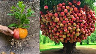 Great !! Grafting Apple Fruit with Orange Fruit Get Great Fruit