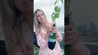 Grow basil hydroponically in a glass bottle | DIY hydroponic gardening ￼
