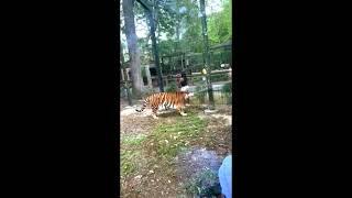 Woman enters tiger enclosure at N.J. zoo