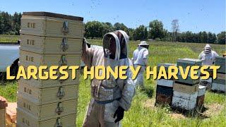 Huge Record Setting Honey Harvest (Part 1) Pulling Honey