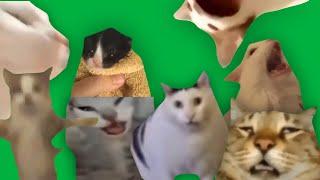 МЕМНЫЕ КОТЫ GREEN SCREEN