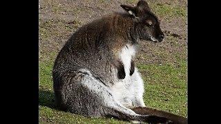 10 Interesting Fun Facts About Kangaroo