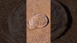 Jellyfish Washed Up On Beach!  #shorts #jellyfish #fish #sealife #seaanimals #viral #explore