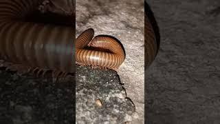 night time Danger animals#millipede#viral #yt #youtube #viral #animals #trending #yt7777 #yt