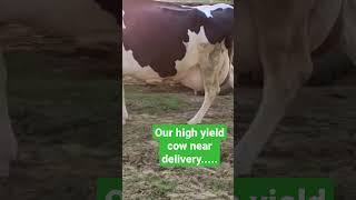 our high yield cow near delivery.......