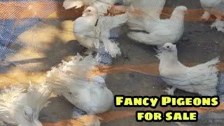 Fancy Pigeons for sale at MM fancy pigeon breeding farm Kolkata West Bengal