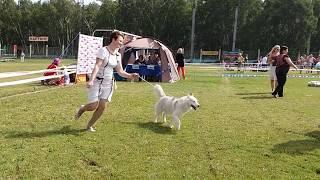 BISS GR NBC RU RKF CH. Elena-Prekrasnaya of Siberian Country